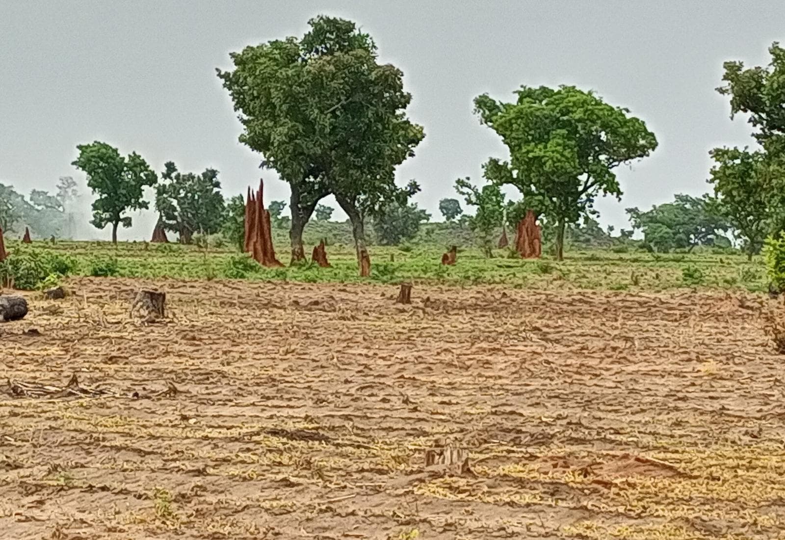 Surveyed plot boundary at first light